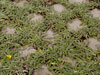 DG_GroundCover