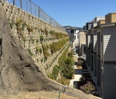 Verdura_Peninsula Heights_San Mateo_2025