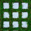 DG_Seed