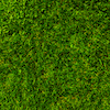 DG_Sod